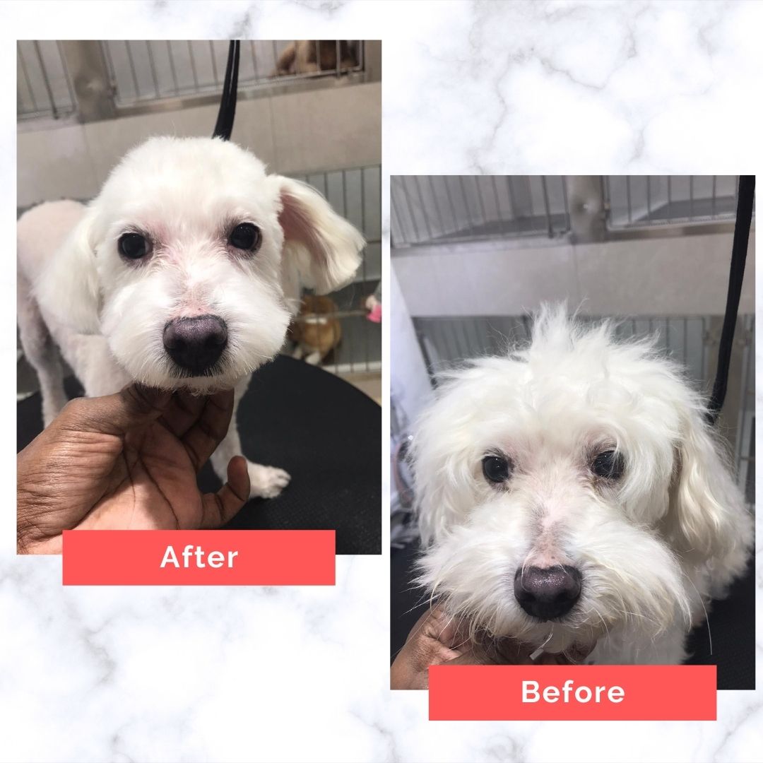 Maltese Dog Grooming Before and After